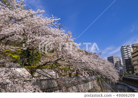 Blue sky and cherry blossoms in full bloom Blue sky and cherry blossoms in full bloom 49866209