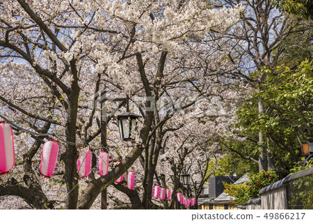 樹的風景在Kandagawa排行了樹 樹的風景在Kandagawa排行了樹 49866217