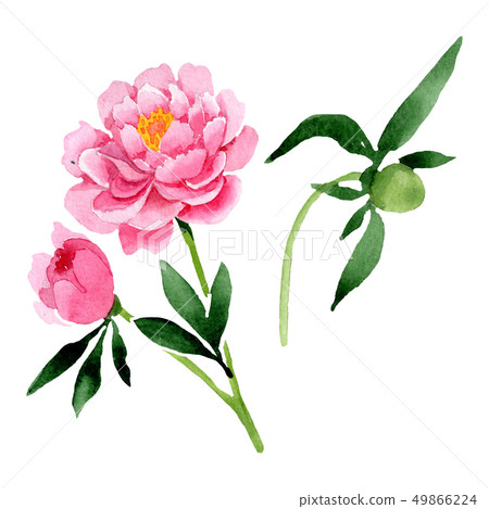 Pink peony floral botanical flowers. Watercolor background illustration set. Isolated peonies 49866224