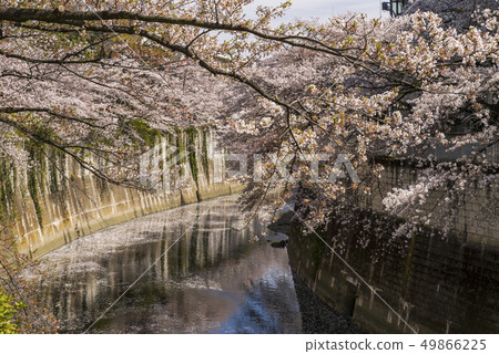 樹的風景在Kandagawa排行了樹 49866225