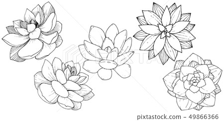 Vector Succulents floral botanical flower. Black and white engraved ink art. Isolated succulents 49866366