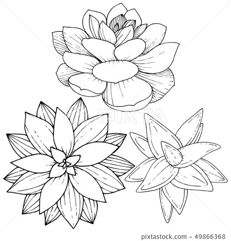 Vector Succulents floral botanical flower. Black and white engraved ink art. Isolated succulents 49866368