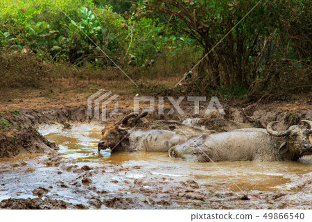 Buffalo cooling down in a pond 49866540