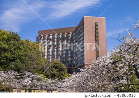 Kandagawa櫻花樹風景 Kandagawa櫻花樹風景 49866816