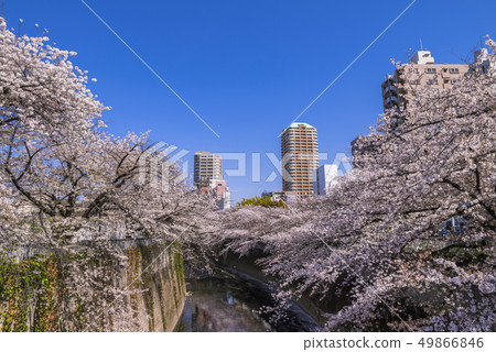 A row of cherry blossom trees in Kandagawa Nishi-Waseda 49866846