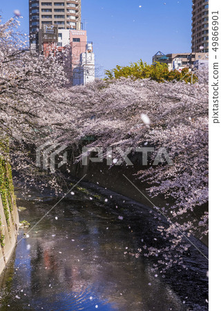 落在Kandagawa的花雪 49866901