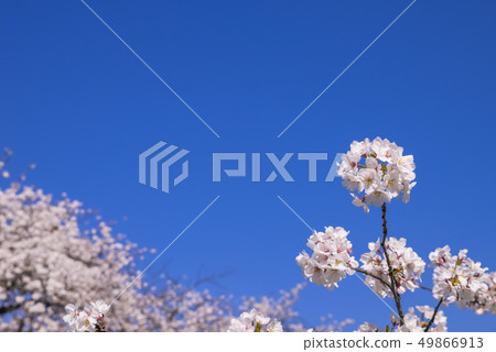 Blue sky and cherry blossoms 49866913