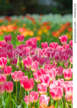 Tulip field Tulip field 49868228