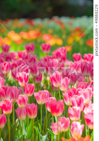 Tulip field 49868229