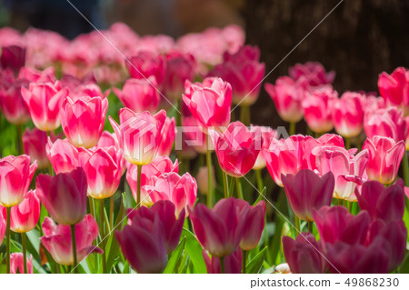 鬱金香領域 49868230