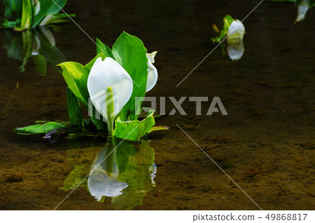 Water Basho 49868817