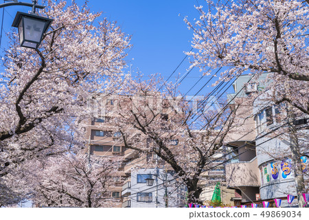 Scenery of cherry blossoms street where cherry blossoms bloom in full bloom 49869034