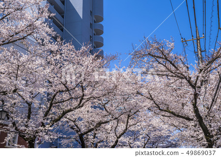 Scenery of cherry blossoms street where cherry blossoms bloom in full bloom 49869037