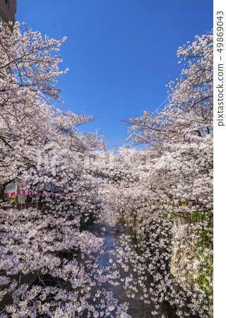 櫻花盛開盛開的目黑河的風景 櫻花盛開盛開的目黑河的風景 49869043