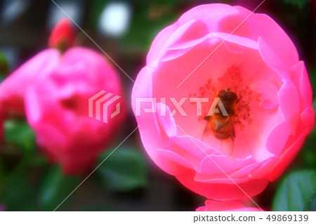 Rose flower garden Rose flower garden 49869139