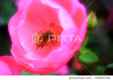 Rose flower garden 49869140