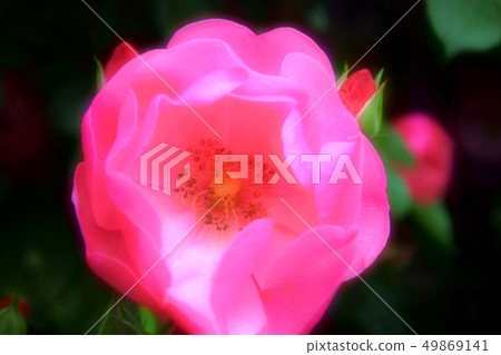 Rose flower garden 49869141
