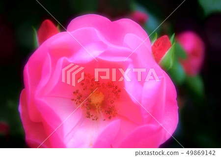 Rose flower garden 49869142