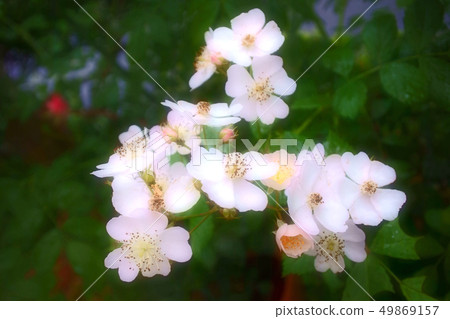 Rose flower garden Rose flower garden 49869157