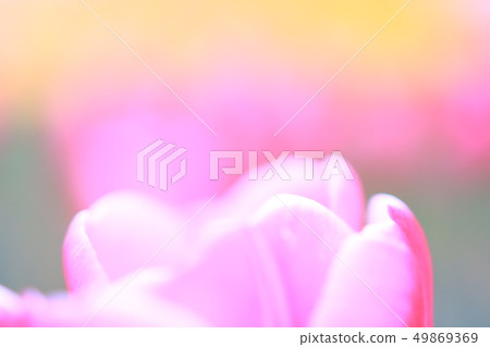 Tulip 49869369
