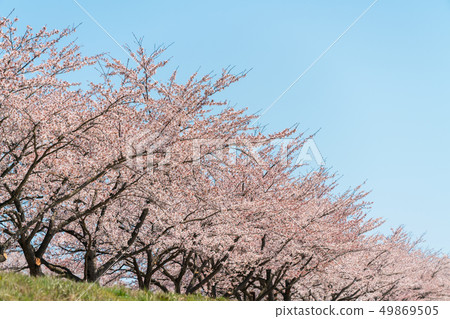 Blue sky and Ichimokusen Sakura Miyagi Ogawara 49869505