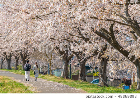 一見鍾情的櫻花和男女 49869898