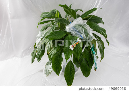 Green beautiful fresh plant affected with dangerous toxic plastic 49869938