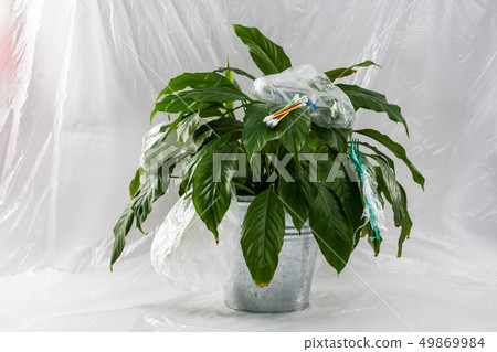 Good-looking environmental-friendly green bush staying in metal pot 49869984