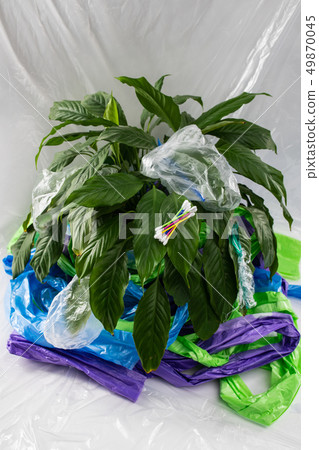 Cotton sticks and disposable forks being steaked to the green leafs 49870045