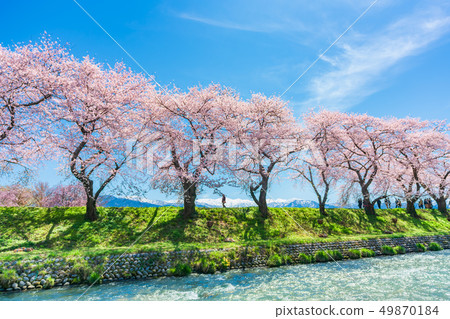 A row of cherry blossom trees along the clear stream along the spring of Toyama Prefecture 49870184