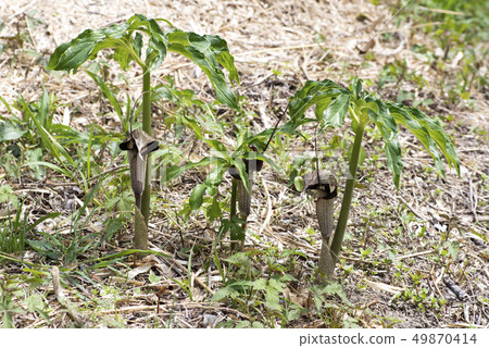 Hulashimasou 49870414