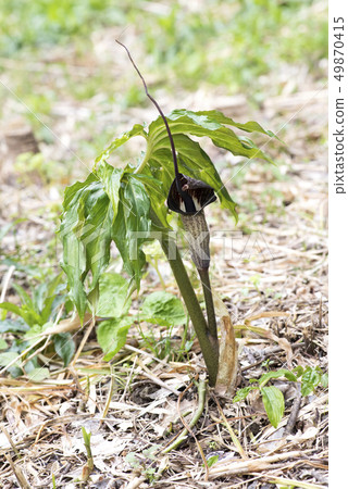 Hulashimasou Hulashimasou 49870415