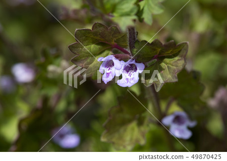 牡蠣喙 牡蠣喙 49870425