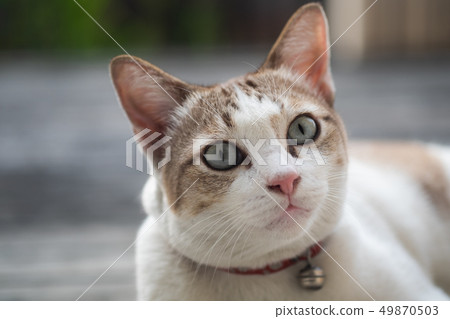 Close up view of a cute cat, selective focus. Close up view of a cute cat, selective focus. 49870503