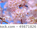 櫻花“ 49871826