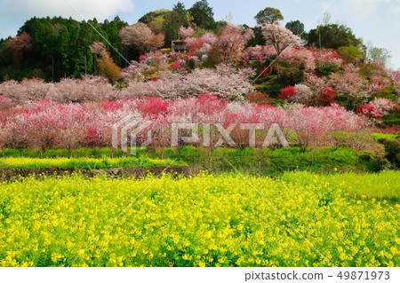 Cherry Blossoms Cherry Blossoms 49871973