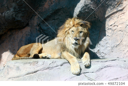 Lion Male Lion African Lion Lion Male Whole body 49872104