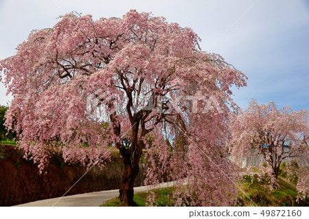 Cherry Blossoms Cherry Blossoms 49872160