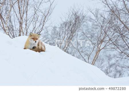 Winter fox Winter fox 49872280