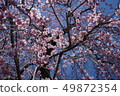 Weeping cherry blossoms 8 minutes (1) 49872354
