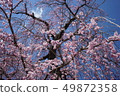 Weeping cherry tree 8 minutes bloom (2) 49872358