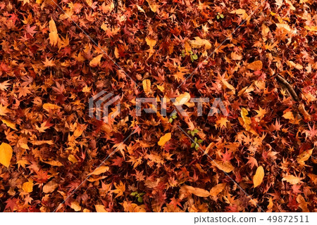 Fallen leaves autumn leaves autumn 49872511