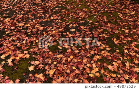 Fallen leaves autumn leaves autumn Fallen leaves autumn leaves autumn 49872529