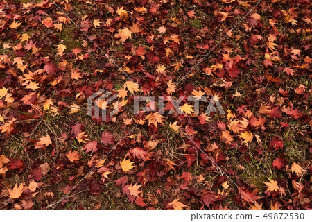 Fallen leaves autumn leaves autumn Fallen leaves autumn leaves autumn 49872530