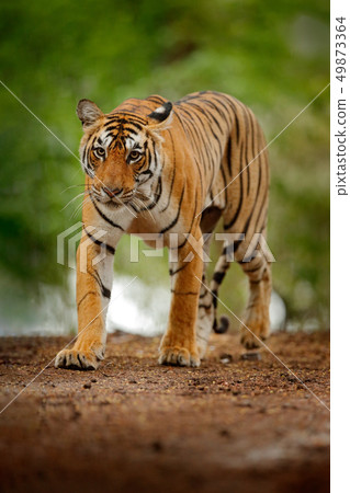 Tiger walking on the gravel road. Wildlife India Tiger walking on the gravel road. Wildlife India 49873364