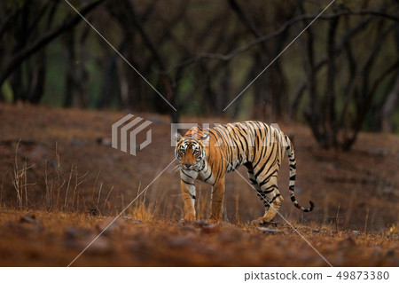 Tiger walking in old dry forest. Indian tiger Tiger walking in old dry forest. Indian tiger 49873380