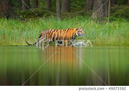 Amur tiger walking in lake water Amur tiger walking in lake water 49873392