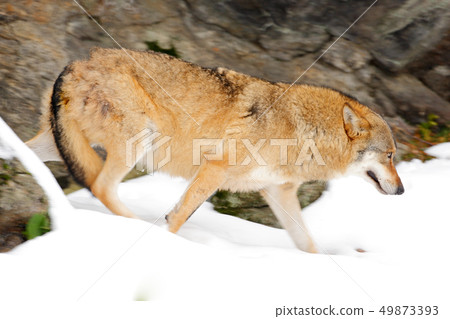 Wolf in snowy rock mountain, Europe 49873393
