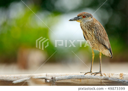 Heron sitting on the river cost Heron sitting on the river cost 49873399