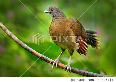 Grey-headed chachalaca, Ortalis cinereiceps Grey-headed chachalaca, Ortalis cinereiceps 49873413